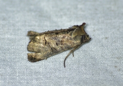 Abrostola urentis