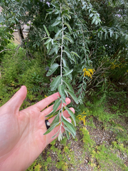 Elaeagnus angustifolia