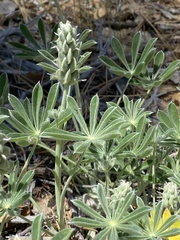 Lupinus excubitus
