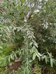 Elaeagnus angustifolia
