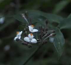 Tripogandra grandiflora