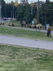 Cervus canadensis canadensis