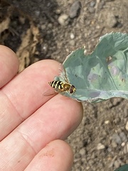 Syrphus opinator