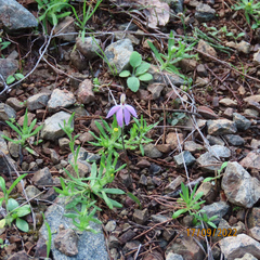 Caladenia fuscata