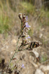 Limonium dufourii