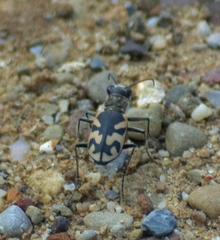 Cicindela formosa