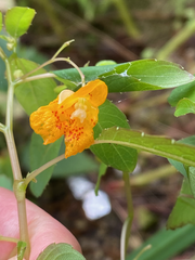 Impatiens capensis