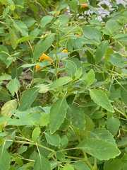 Impatiens capensis
