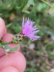 Centaurea stoebe