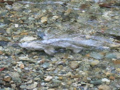 Oncorhynchus keta
