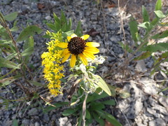 Rudbeckia missouriensis