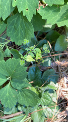 Sanicula canadensis