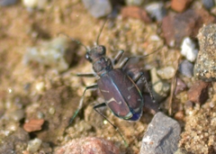 Cicindela tranquebarica