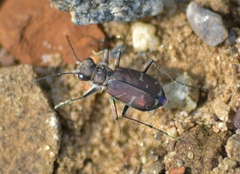 Cicindela tranquebarica