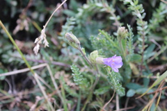 Polemonium viscosum