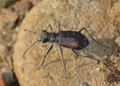 Cicindela tranquebarica