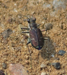 Cicindela tranquebarica