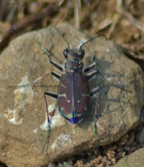 Cicindela tranquebarica