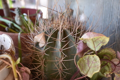 Echinopsis rhodotricha