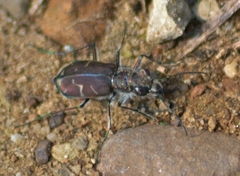 Cicindela tranquebarica