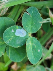 Porphyrosela minuta