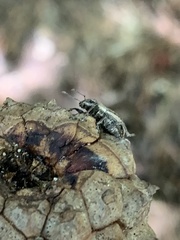 Naupactus peregrinus