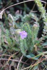 Polemonium viscosum
