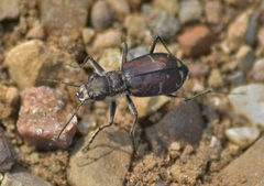 Cicindela tranquebarica