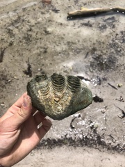 Tridacna maxima