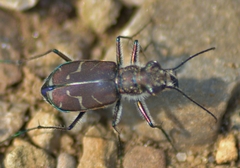 Cicindela tranquebarica