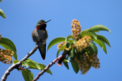 Selasphorus platycercus