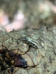 Naupactus peregrinus