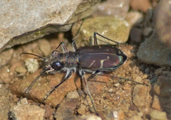 Cicindela tranquebarica
