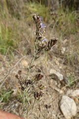 Limonium dufourii