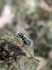 Naupactus peregrinus