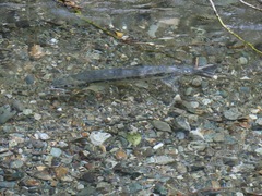 Oncorhynchus keta