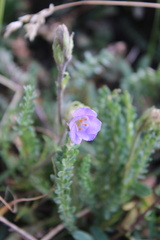 Polemonium viscosum