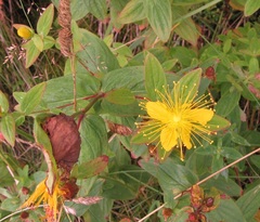 Hypericum graveolens