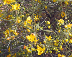 Senna artemisioides