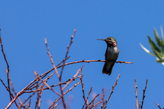 Selasphorus calliope
