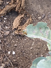 Syrphus opinator