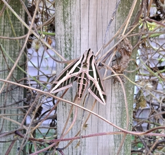 Eumorpha fasciatus
