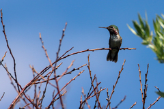 Selasphorus calliope