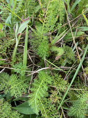 Achillea millefolium