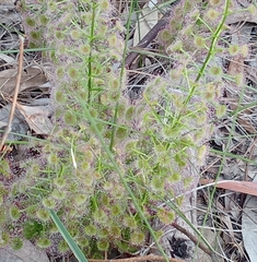 Drosera porrecta