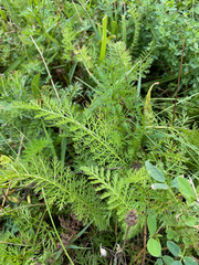 Achillea millefolium
