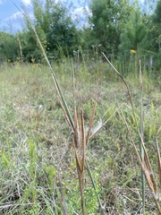 Andropogon gyrans