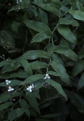 Tripogandra grandiflora