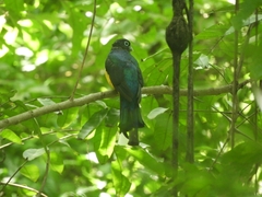 Trogon