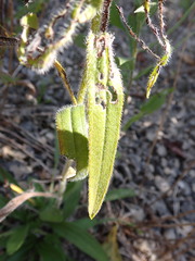 Rudbeckia missouriensis